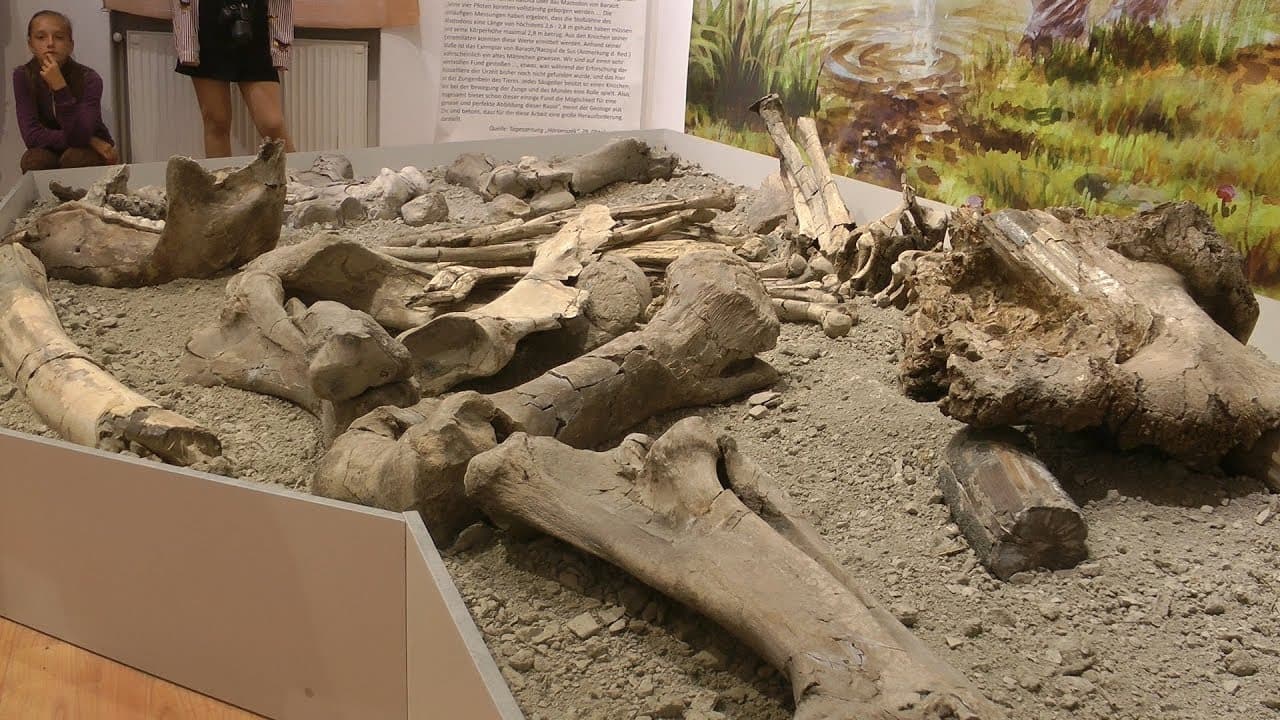A felsőrákosi mastodon kiállítás megnyitója.