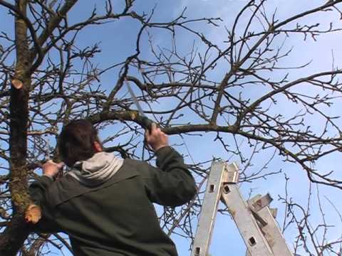 Műhelygyakorlat a gyümölcsfák metszéséről Vargyason