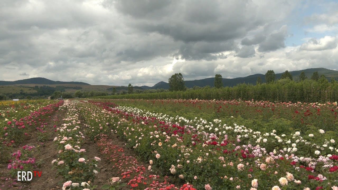 Rózsanapok