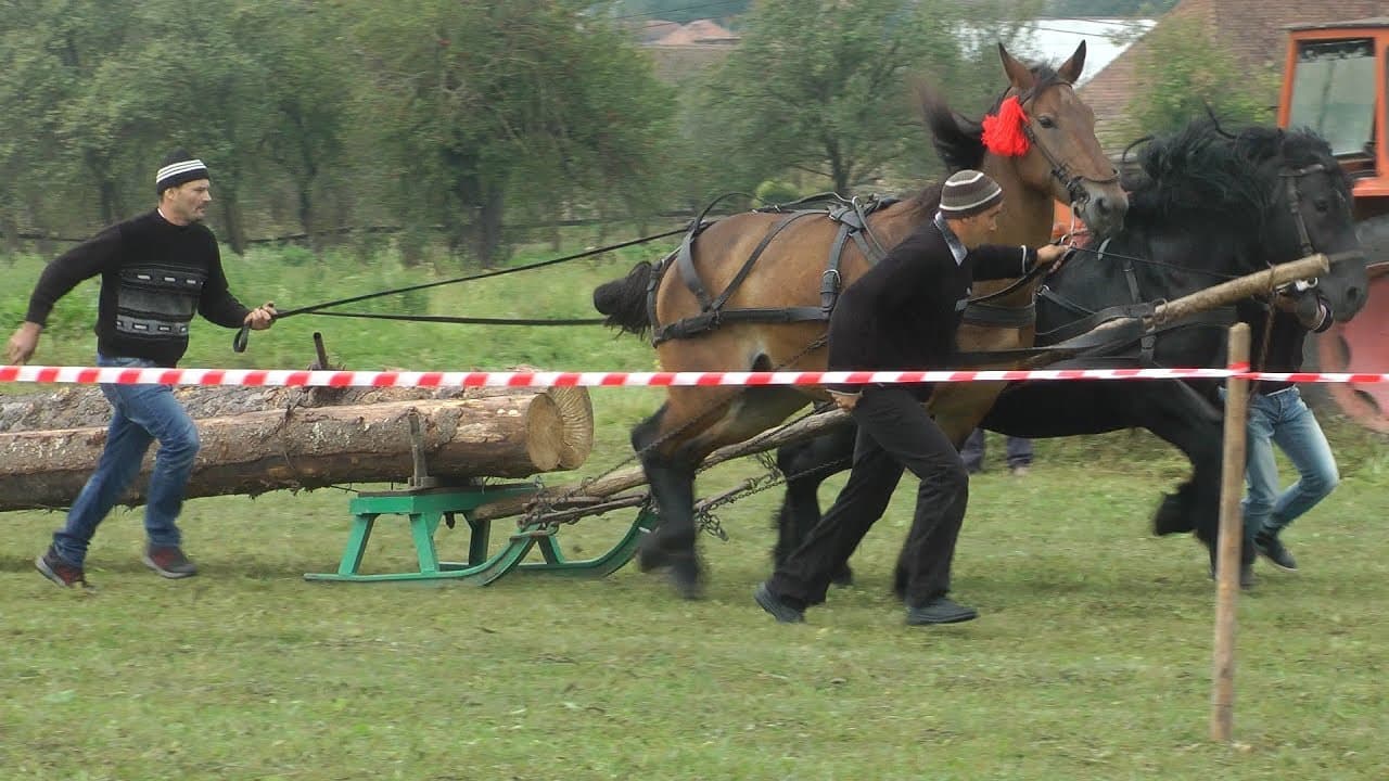 Rönkhúzó verseny Felsőrákoson, kettes fogatok