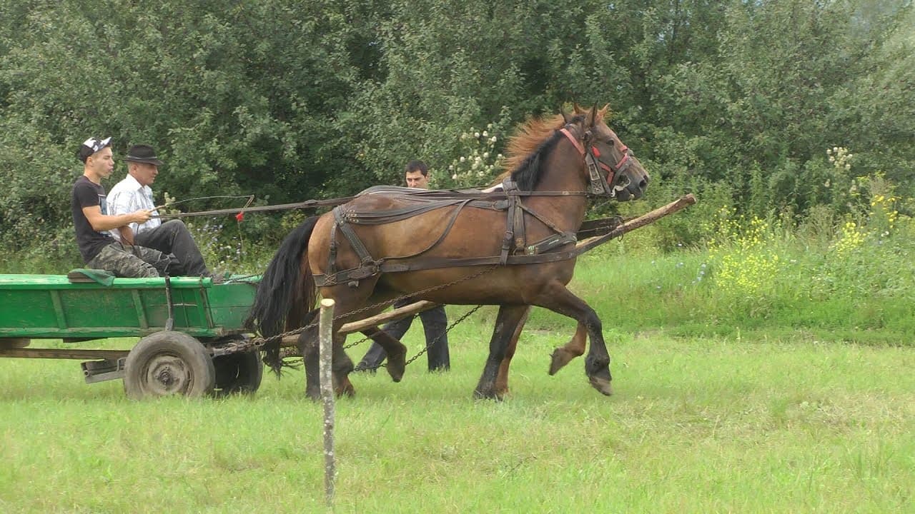 Fogathajtó verseny Köpecen a 2018-as falunapokon